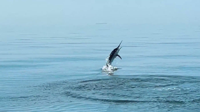 A sailfish clearing the surface of the Arabian Sea