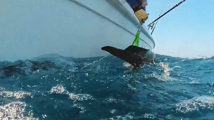 A fish going under at the boat side, lure still in, Arabian Gulf