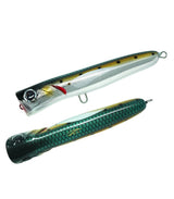 Sardine